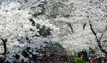 最忆是那滴红泪