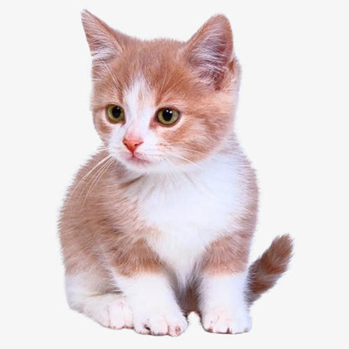 可爱的猫