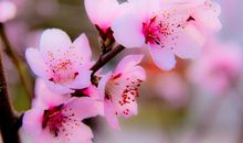 桃花依旧笑春风