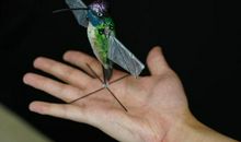 插上灵感的翅膀