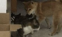 我爱我家的小狗