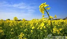 那一片灿烂的金黄