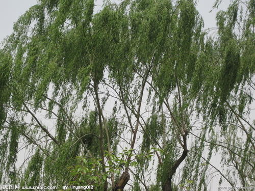 与风调情