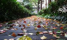 秋雨梧桐叶落时