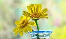 淡然是一种境界