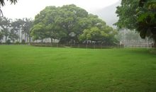 森林公园的大榕树