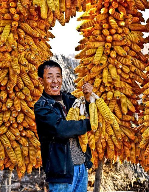 我的玉米