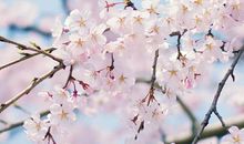 心中最美的风景