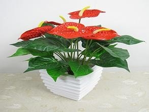 红掌花