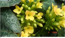 风中飘来百合花香