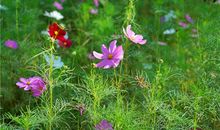 野雏菊盛开的日子