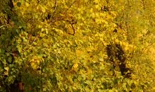 爱是心中的风景