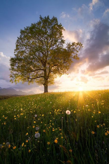 有一个风景叫做强