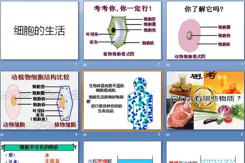 高尚的第一年生活