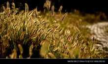 谁言寸草心报得三春晖