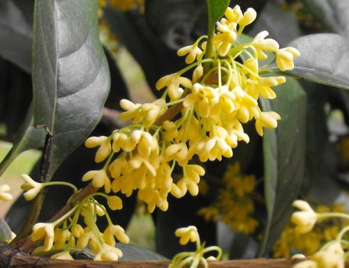 桂花