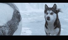 你的选择我的悔悟