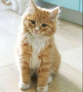 小猫