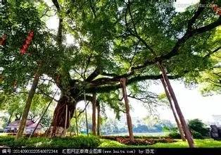 校园里的大榕树