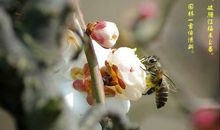 我与寒梅的亲密接触