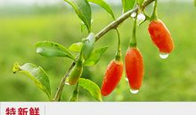 红珠宝——枸杞