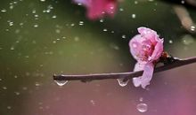 雨中飞翔的思绪_800字