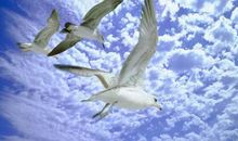 海鸥班的故事_1000字