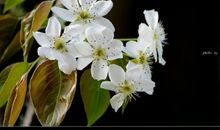 春风来，花自开