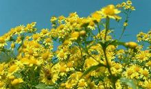 我最喜欢的野菊花