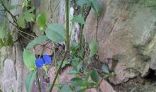 我眼中的那株小草