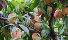 桃树给我的启示