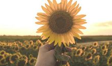 我喜欢——向日葵