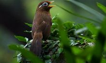 我与小鸟的感情