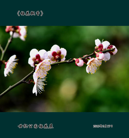 梅花