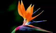 聆听生命绽放的声音