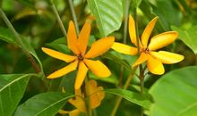 我在栀子香中成长