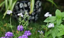 聆听花落的声音