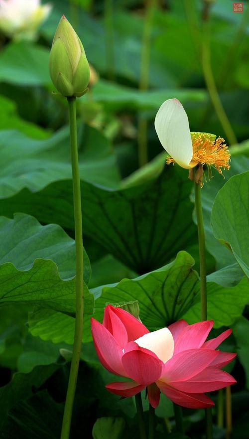 赏莲