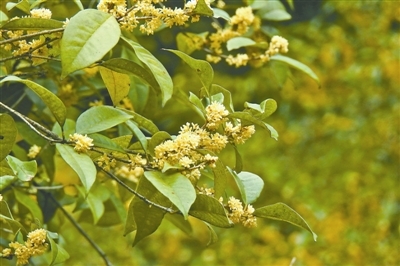 我喜欢桂花