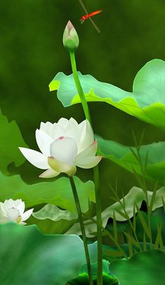 我最喜欢的莲花