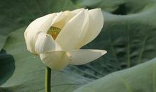 我爱家乡的莲子