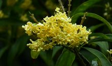 又到桂花飘香时