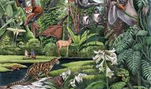 森林里的小伙伴