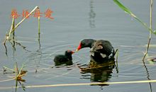 田野里的微感动