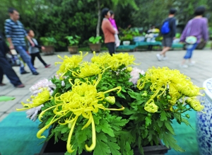 参观菊花展