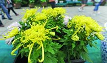 参观菊花展