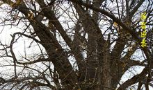 千年古树银杏王