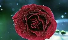 还有什么比生命更顽强