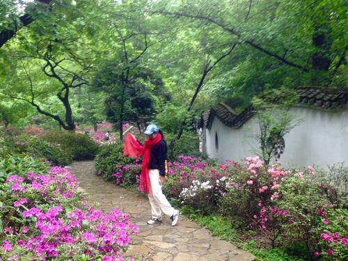 初夏，杜鹃花