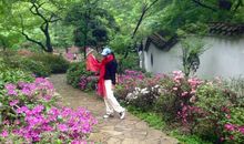 初夏，那片映山红